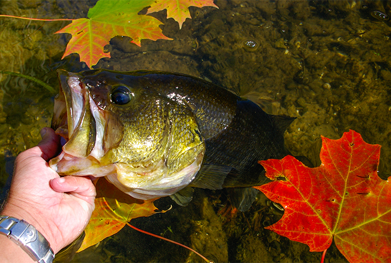 Don't discount docks once the leaves drop - Ontario OUT of DOORS