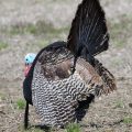 DIY Turkey Decoy