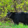 Best Hunting Magazine Canada | Hunting Guide, Tips and Tricks