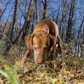 dog - blastomycosis