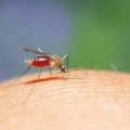 Mosquito - West Nile Virus