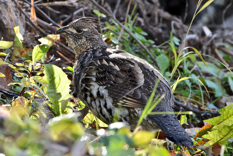 needy-grouse426: A clutching mad r with his eyes bulging