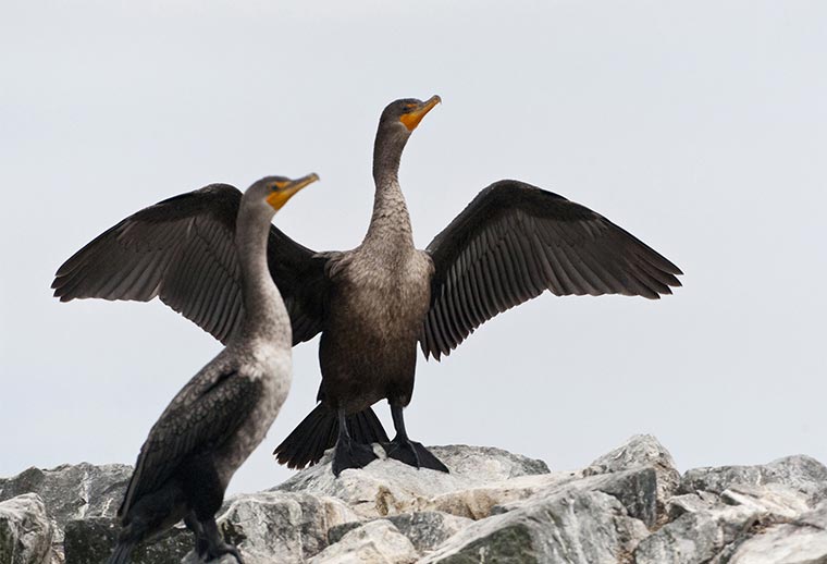 Cormorants. Two of them, looking to the skies.