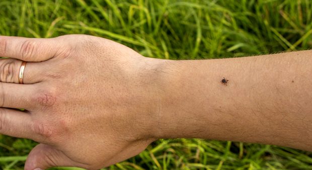 lyme disease ottawa