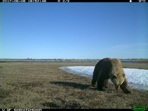 grizzly in ontario 