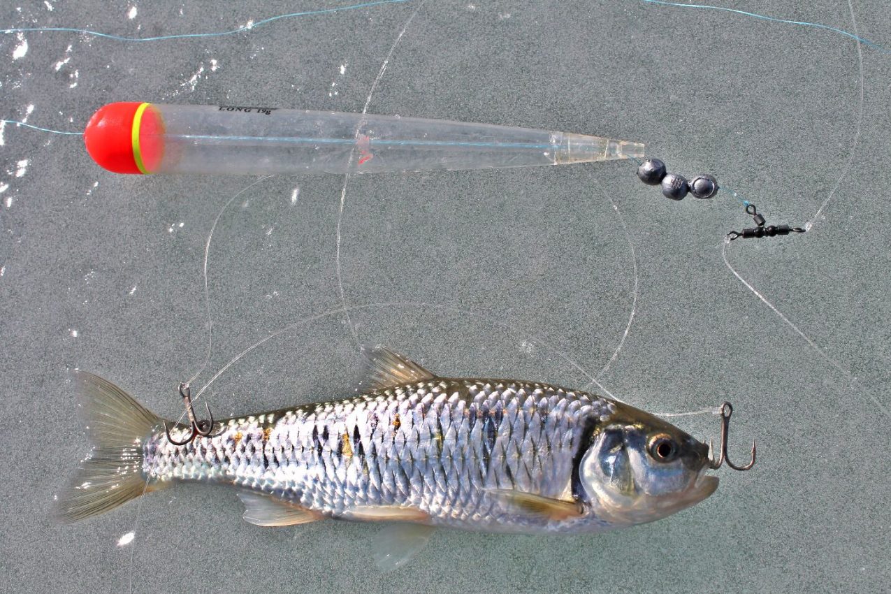 A photo of a bobber and a shiner minnow on the ice. 