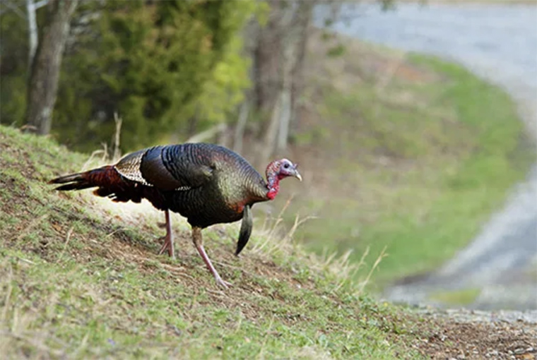 high ground gobbler feature