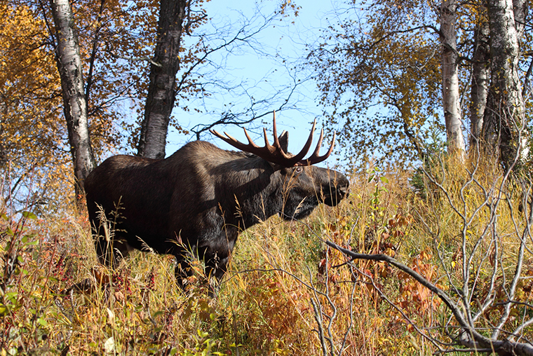 Big Game Management Advisory Committee