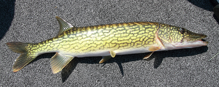 pickerel vs northern pike