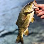 Jessa Kostecki caught this smallmouth bass off some rocks in Thunder Bay