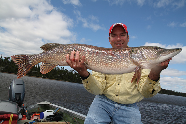 Pickerel Vs Northern Pike