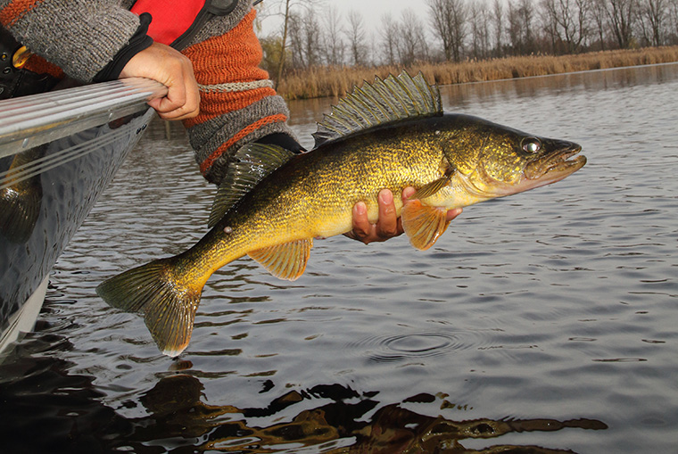 walleye sauger pickerel and pike - walleye