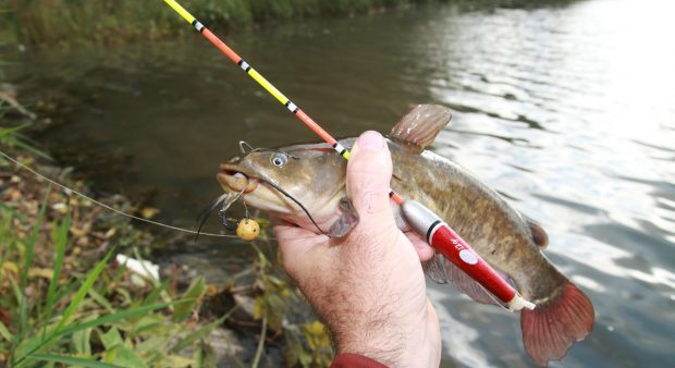 FISH BASKETS  Catfish Angler Forum at USCA