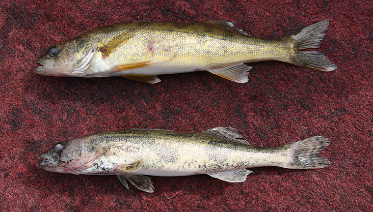 Hybrids, Walleye-Sauger