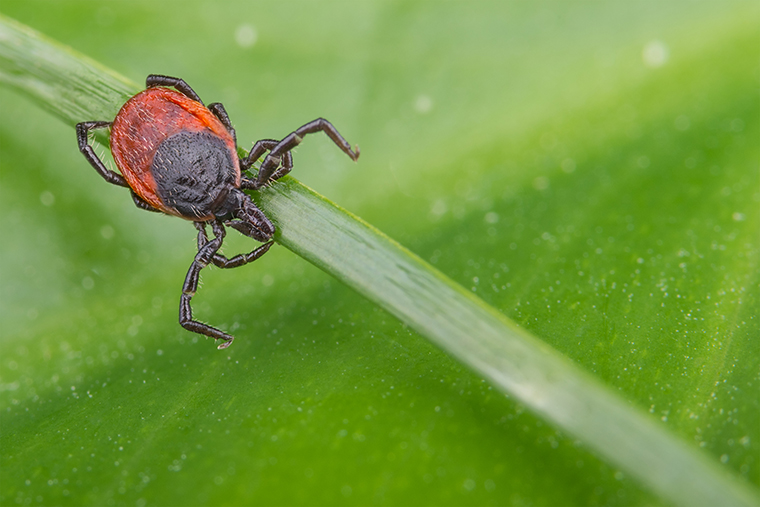 Black legged tick