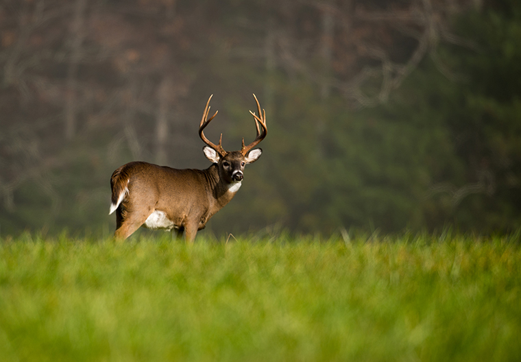 MNRF CWD surveys for deer