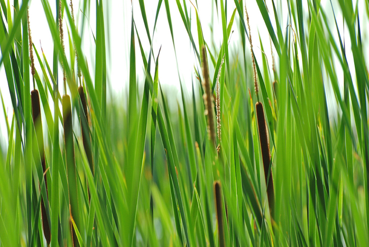 Aquatic vegetation