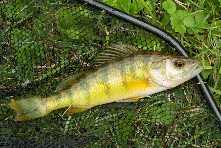 perch in a net