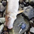 dead fish