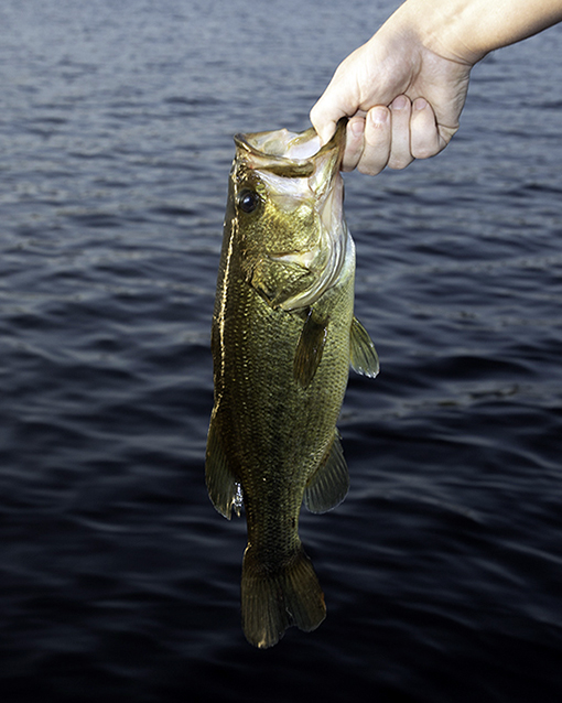 Balancing bass seasons Ontario OUT of DOORS