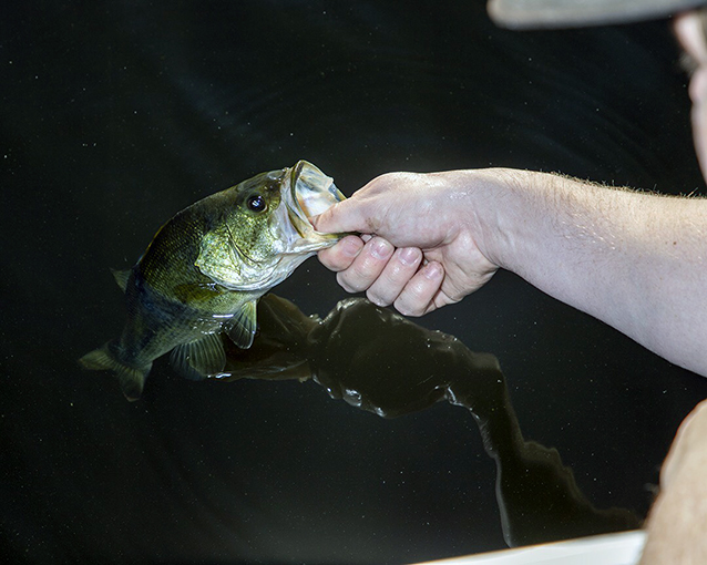 balancing bass seasons