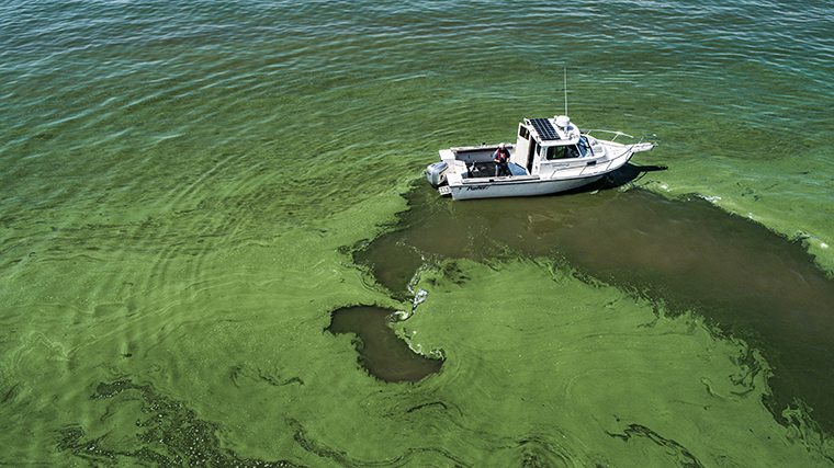 Lake Erie algal bloom