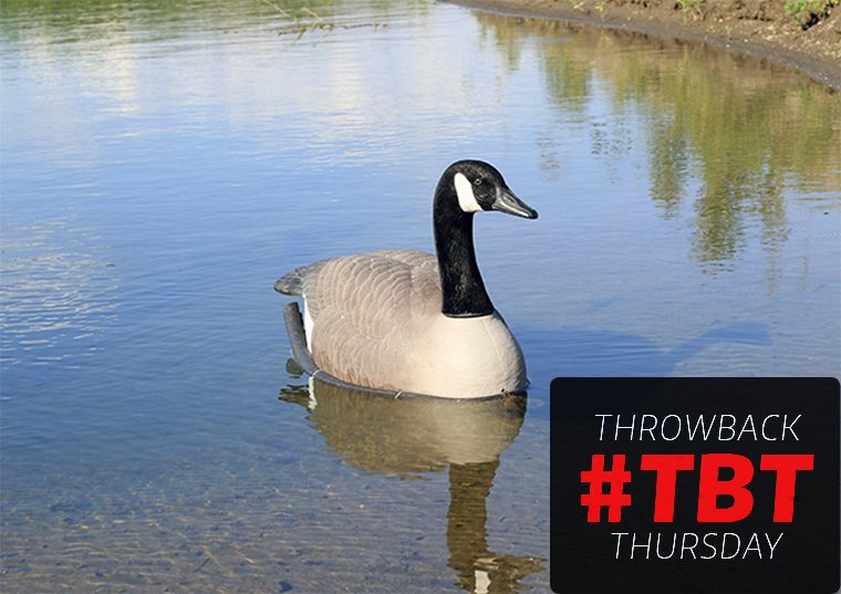 Goose clearance shell decoys