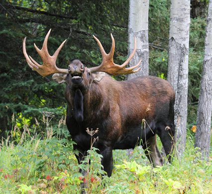 bull moose bellowing in the bush