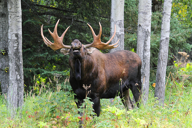 bull moose bellowing in the bush