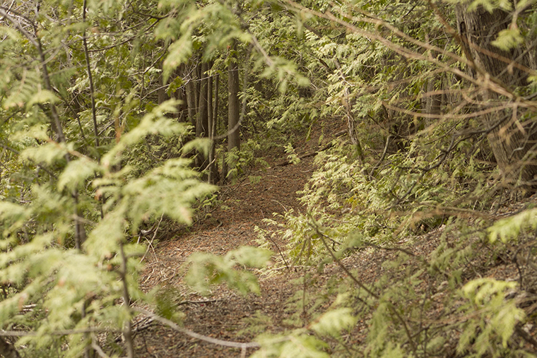 trail, conifer trees