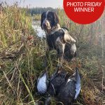 Congratulations to our winner for September 27, 2019, Austin Cannon of Whitney! He submitted this photo of his nine-month-old English springer spaniel, Beau, on his first duck hunt in WMU 55A. “He had a lot of fun and made me very proud,” he wrote.