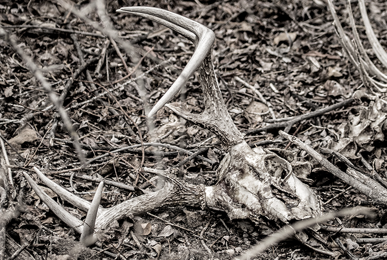 a weathered cervid skull