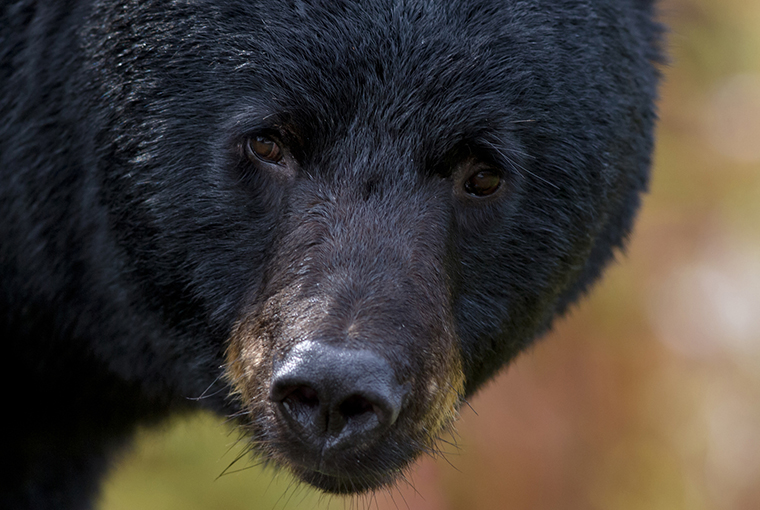 stock photo of a black bear