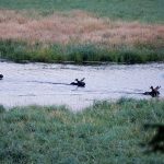 Christine Bouffard of Whitefish and her husband watched these three bull moose crossing the creek on her parent's property in Desbarats.