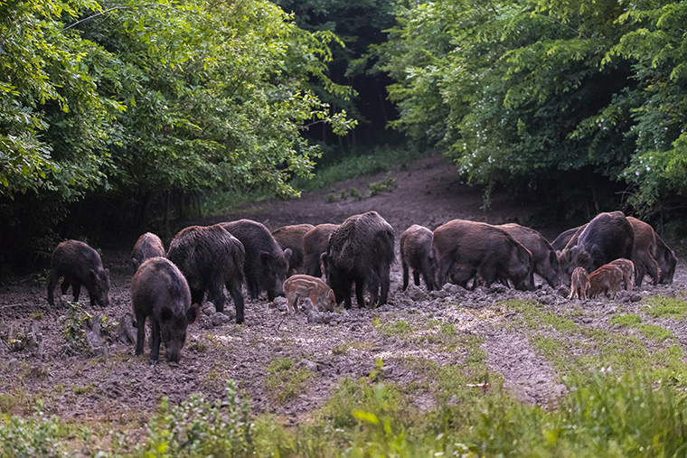 Group of wild pigs; hogs; hog
