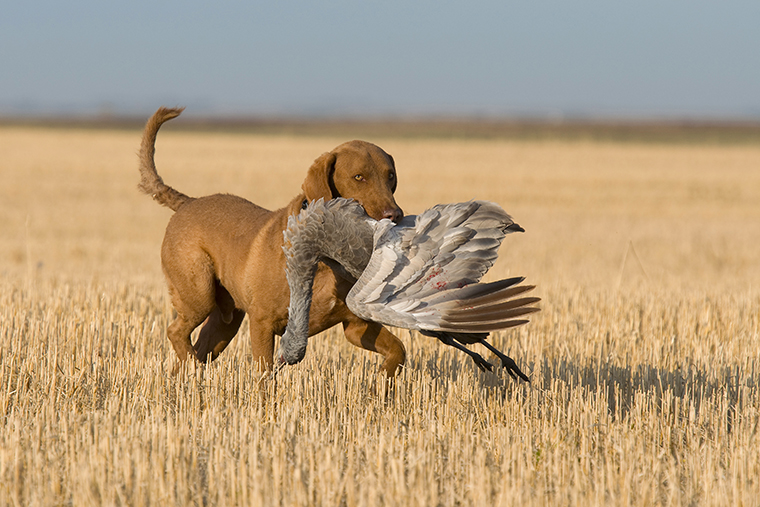 No sandhill crane hunt - Ontario OUT of DOORS