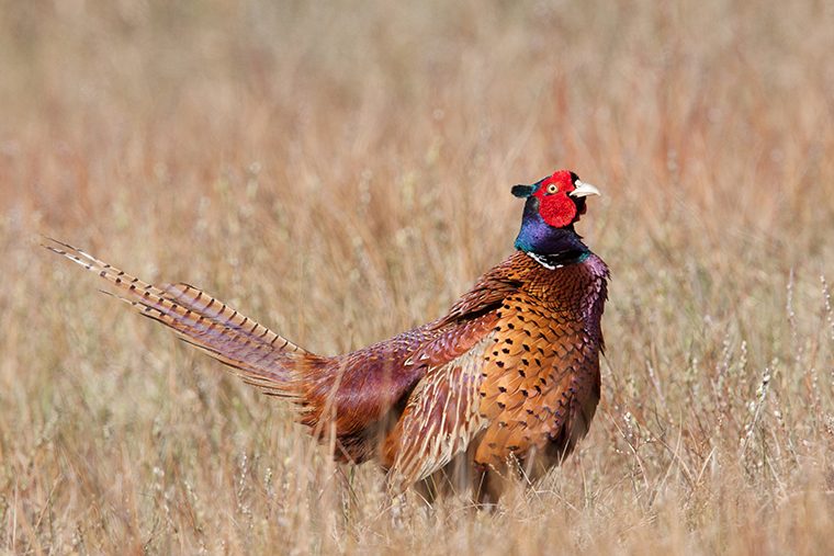 Pelee pheasant hunt back on for 2021 OFAH Zone J