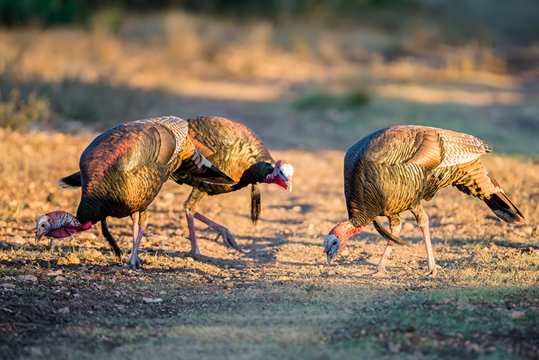 wild turkey grazing