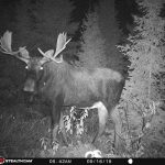 Brad McLarty of Sault Ste. Marie caught a northern Ontario moose on camera.