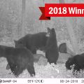 sloth of bears, 2018 trail cam contest winner