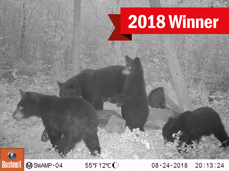 A group of bears in a trail camera photo