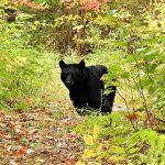 Terry Kalyta of Bobcaygeon came encountered this black bear while taking in the fall colours of Haliburton with wife Kathy.