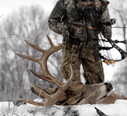 bowhunter approaching downed whitetail buck