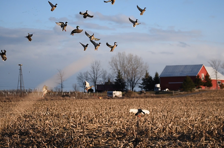 ducks landing in a field