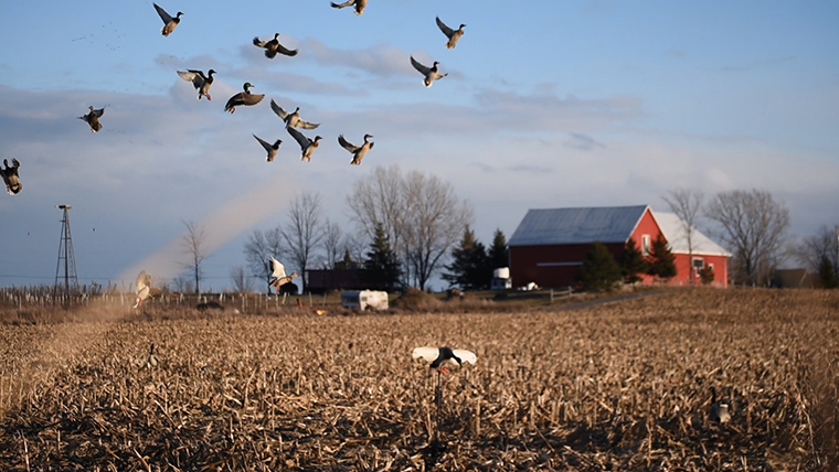 ducks flying in field