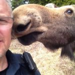 Espanola-area police officer Dave Bell met this moose after he was called to a highway traffic hazard and got this selfie before the young animal returned to the bush.