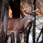 Mitchell Kincaid of London was scoping our new hunting spots when he photographed this beautiful buck.