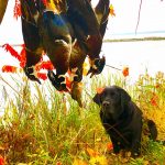 Steve Delyea of Port Perry submitted this photo of his retriever Quinn keeping an eye on her trophy wood ducks.