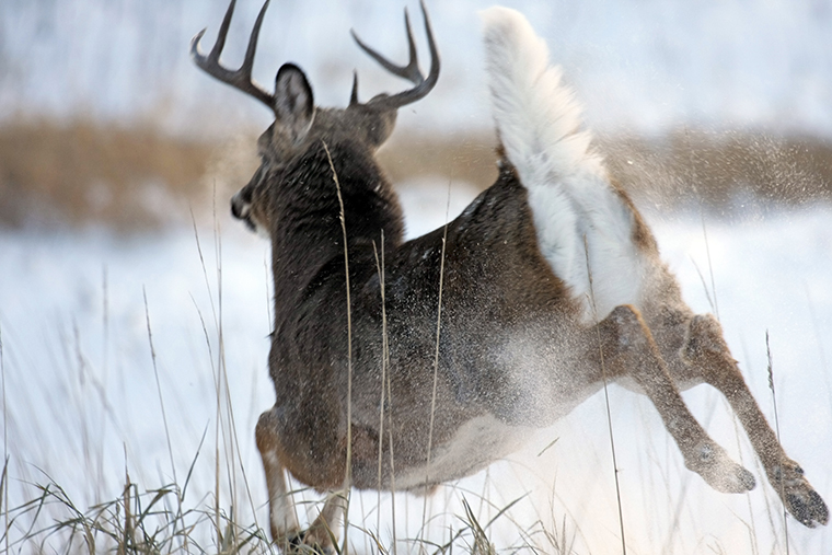 whitetail deer running