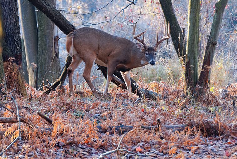 A deer in the woods looks warily in the direction of the camera. 